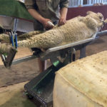 Artificial insemination sheep cradle