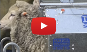 Shearing sheep table upright