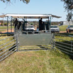 Trailer with sheep yards