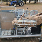 Sheep handling crutching ear tagging shearing