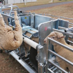 Peakhandler air rotate sheep handler