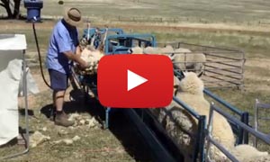 Shearing sheep table upright