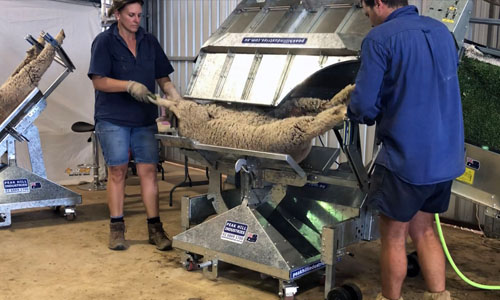 Artificial insemination sheep handler
