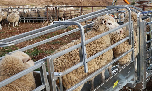 Automatic gate sheep ramps